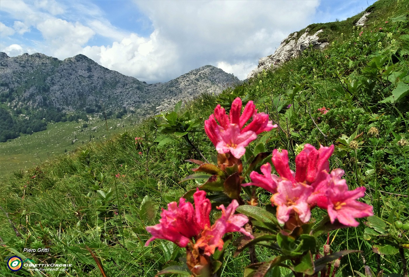 73 Omaggio floreale di rododendri rosa alla Cima Croce. .JPG -                                